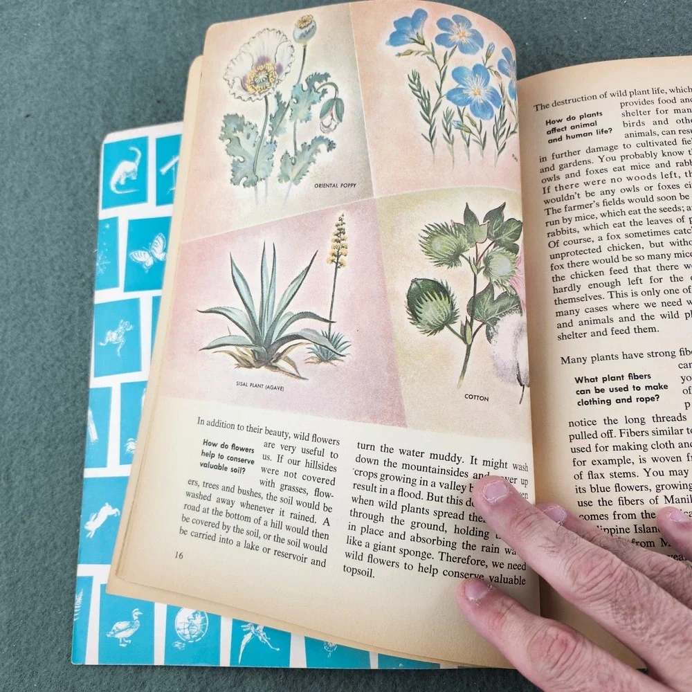 The How‎ and Why Wonder Book of Wild Flowers 1962 Vintage Children's Book